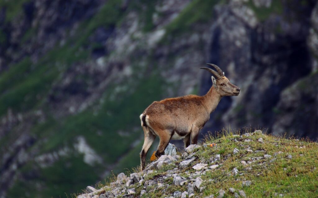 Stambecco su un pendio alpino