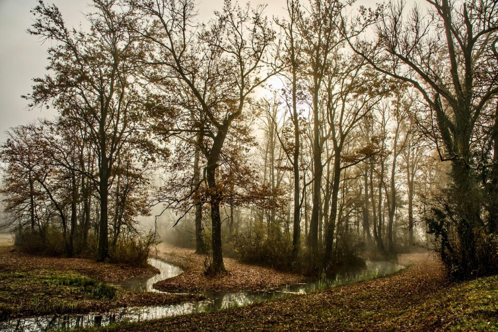 Bosco nella nebbia