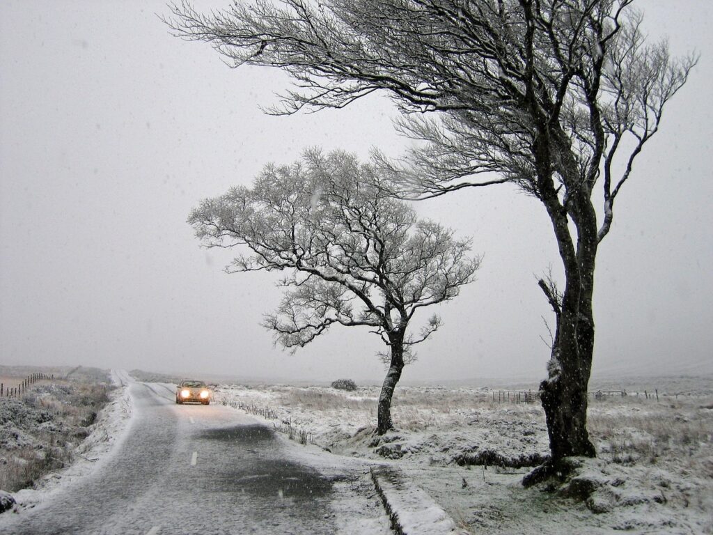 Alberi piegati dal vento lungo una strada